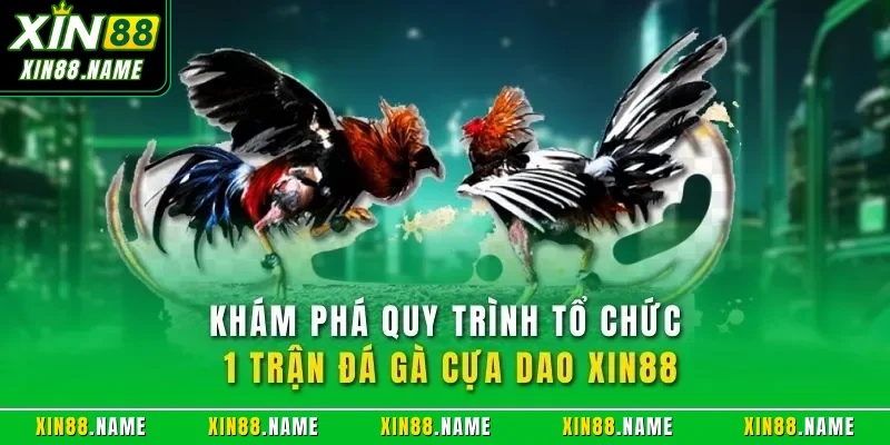 Đá Gà Cựa Dao XIN88| Trải Nghiệm Chọi Kê Online Đỉnh Cao 4 Khám phá quy trình tổ chức 1 trận đá gà cựa dao XIN88